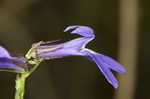 Southern lobelia